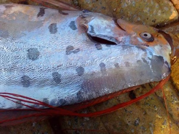 Chúng không có răng thật và chỉ có các cấu trúc mảnh nhỏ gọi là mang lược để bắt những con mồi nhỏ.