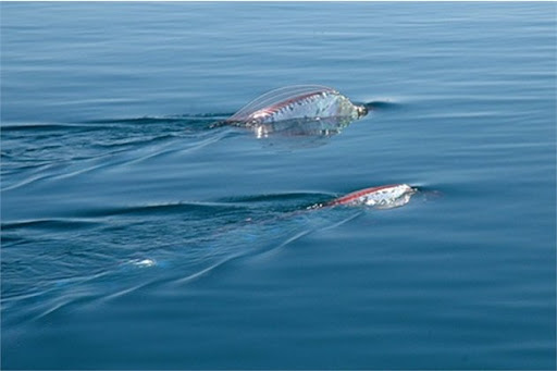 Chúng sống ở độ sâu khoảng 1.000m dưới mặt nước biển và rất hiếm khi xuất hiện.