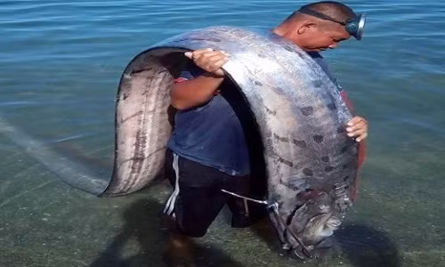 Khác với nhiều loài cá khác, cá mái chèo không có vảy. Thay vào đó, chúng có một lớp áo khoác màu bạc được hình thành từ chất guanin, làm cho bề mặt da của chúng khá mềm và dễ bị tổn thương.