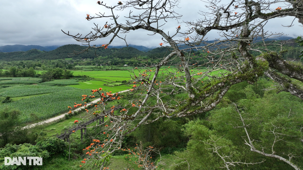 Trong thời kỳ chống Pháp, cây gạo đã đứng vững giữa sóng gió và gắn liền với sự kiên trì của dân làng. (Ảnh: Dân trí)