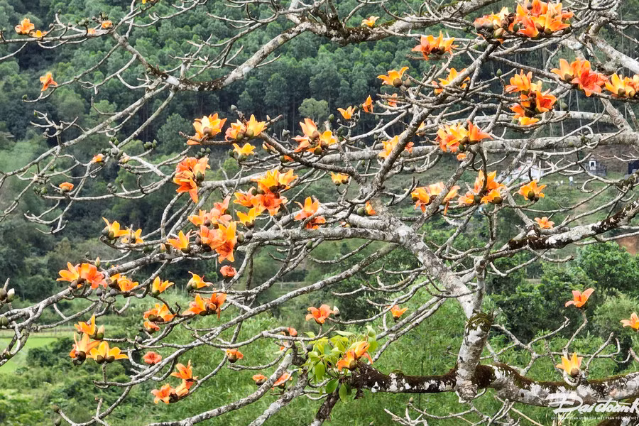 Công nhận cây gạo là cây di sản đã làm cho người dân địa phương tự hào và tôn trọng hơn cây cổ thụ này.