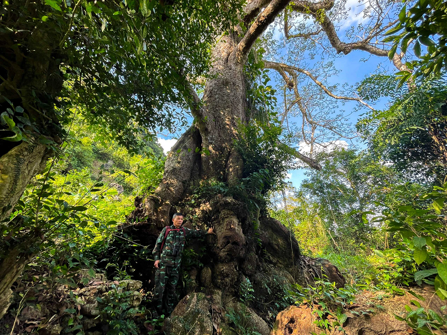 Hiện nay, cơ quan chức năng và chính quyền địa phương đã chuẩn bị kế hoạch để tổ chức lễ đón nhận bằng công nhận cây di sản, cùng việc phát quang bụi rậm và mở đường vào khu vực cây gạo để phục vụ nhu cầu tham quan của người dân và du khách.