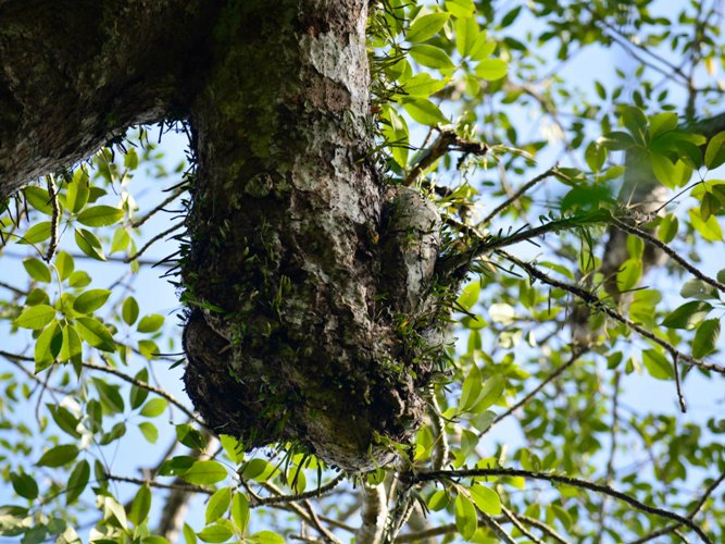 Với chu vi gốc 18m, chu vi thân 14m, và chiều cao khoảng 30m, cây gạo mang vẻ đẹp mạnh mẽ và uy nghiêm.