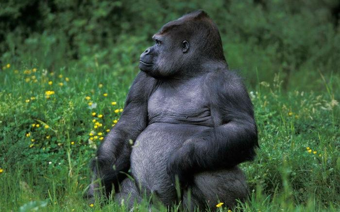 7. Khỉ đột: Với lực cắn 1.300 psi, khỉ đột là loài linh trưởng có kích thước lớn nhất thế giới và loài động vật có lực cắn khủng khiếp này có thể khiến đối thủ biến dạng với một cú đấm.