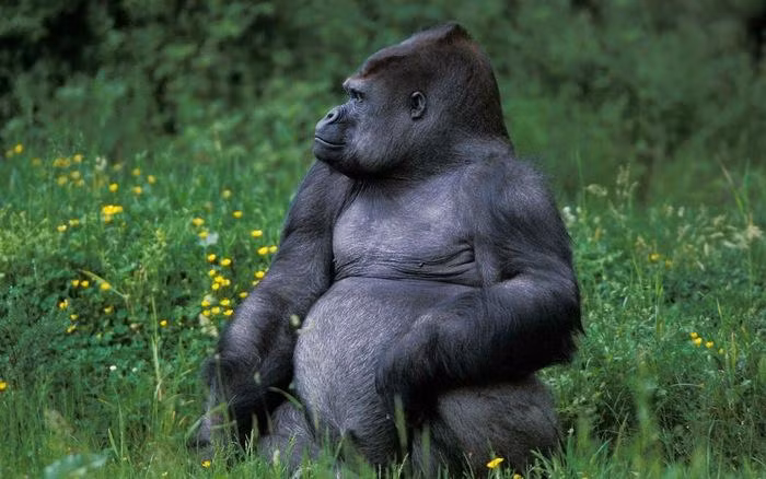 7. Khỉ đột: Với lực cắn 1.300 psi, khỉ đột là loài linh trưởng có kích thước lớn nhất thế giới và loài động vật có lực cắn khủng khiếp này có thể khiến đối thủ biến dạng với một cú đấm.