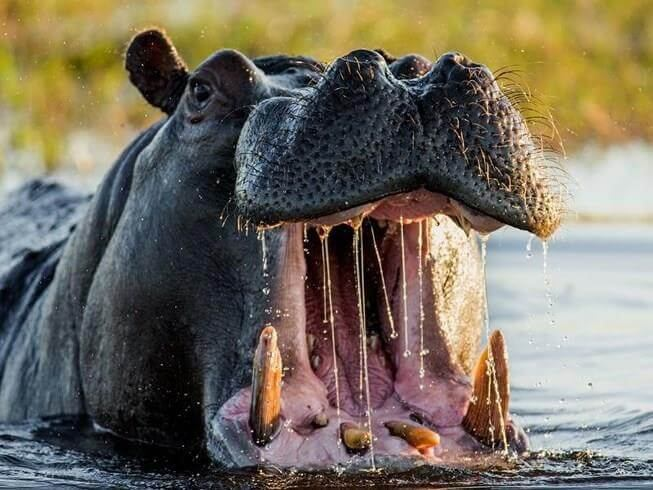 6. Hà mã: Có lực cắn 1.825 psi, hà mã được coi là loài động vật nguy hiểm nhất ở châu Phi và có thể giết người khi bị xâm phạm.