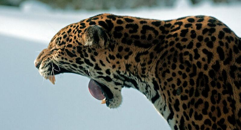 5. Báo đốm: Với lực cắn 2.000 psi, báo đốm là thành viên có hàm khỏe nhất trong họ nhà mèo và thường săn mồi bằng cách cắn vào hộp sọ của con mồi.