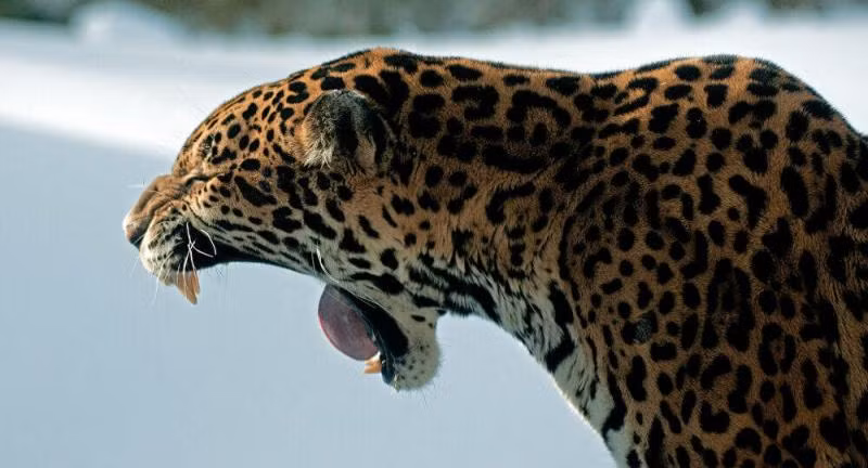 5. Báo đốm: Với lực cắn 2.000 psi, báo đốm là thành viên có hàm khỏe nhất trong họ nhà mèo và thường săn mồi bằng cách cắn vào hộp sọ của con mồi.