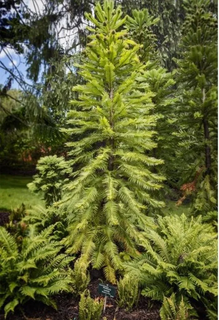 Các nhà khoa học và nhà bảo tồn Úc đã bắt tay vào nỗ lực phục hồi loài cây quý hiếm này bằng cách trồng chúng ở những địa điểm bí mật. Mục tiêu là mang loài cây "hóa thạch sống" này trở lại tự nhiên.