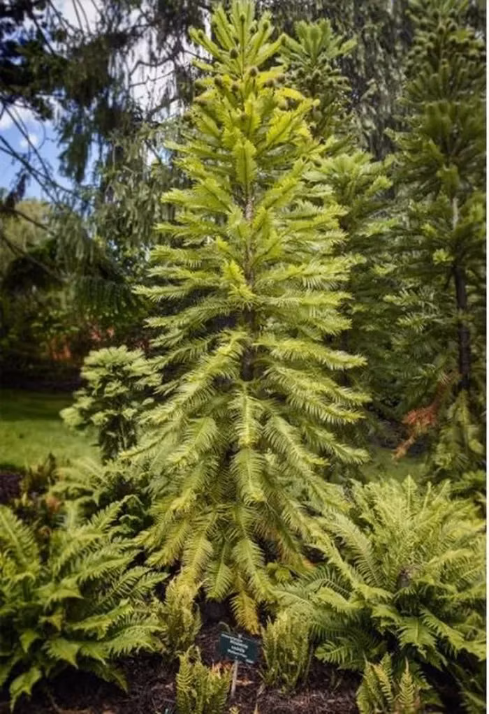 Các nhà khoa học và nhà bảo tồn Úc đã bắt tay vào nỗ lực phục hồi loài cây quý hiếm này bằng cách trồng chúng ở những địa điểm bí mật. Mục tiêu là mang loài cây "hóa thạch sống" này trở lại tự nhiên.