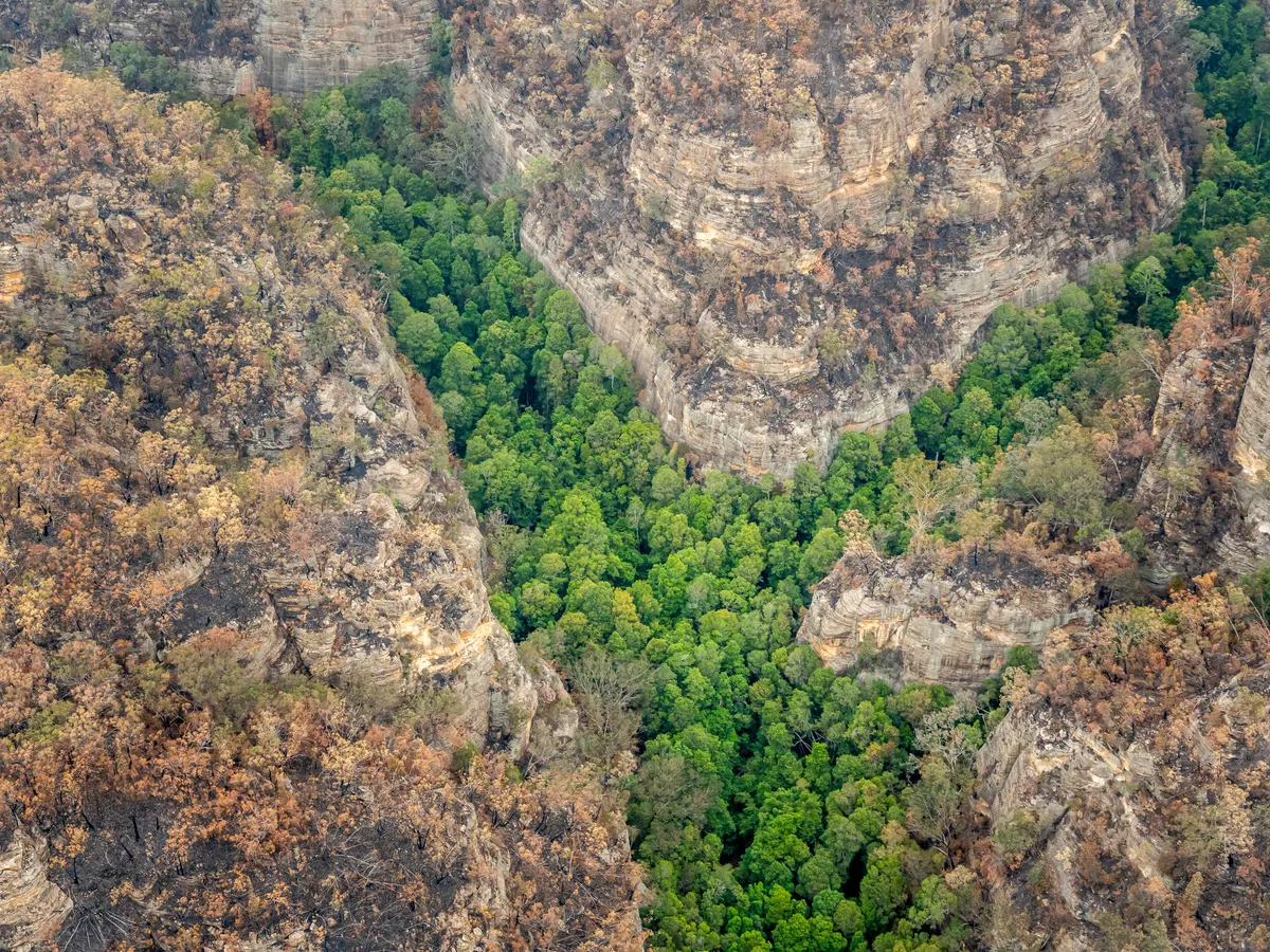 Sự phục hồi cũng đòi hỏi thời gian và kiên nhẫn, vì cây thông Wollemi có tốc độ tăng trưởng chậm và thời gian trưởng thành dài.