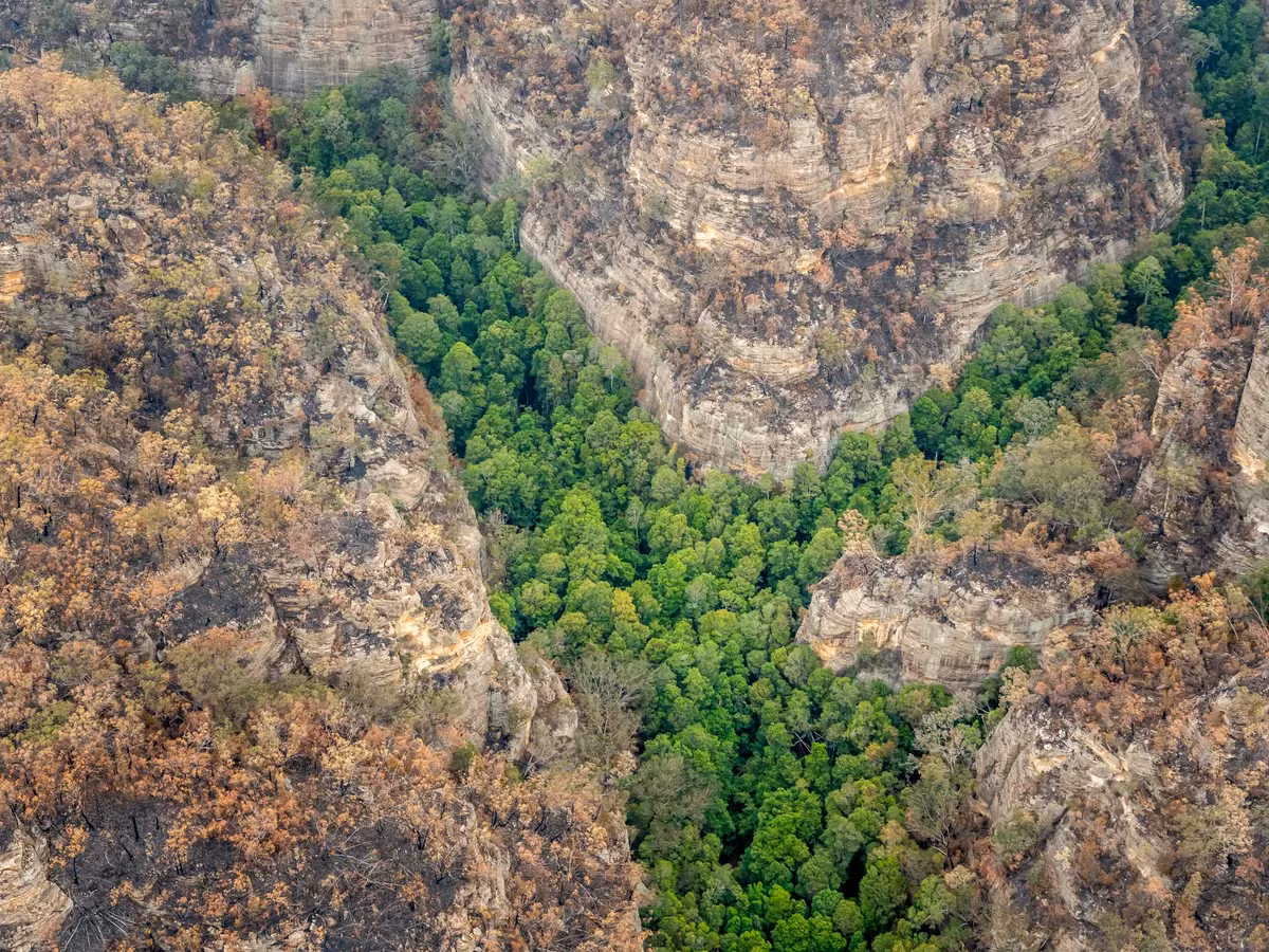 Sự phục hồi cũng đòi hỏi thời gian và kiên nhẫn, vì cây thông Wollemi có tốc độ tăng trưởng chậm và thời gian trưởng thành dài.