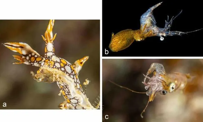 Chúng không dễ dàng phát hiện vì kích thước nhỏ và hoạt động chủ yếu về đêm.