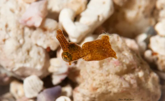 Điều này đã mở ra những cơ hội mới để hiểu hơn về hành vi và sinh sản của loài mực lùn.