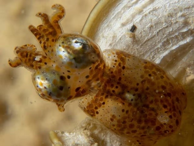 Mực lùn là loại động vật chân đầu nhỏ nhất đại dương, và chúng cực kỳ nhỏ so với các loài bạch tuộc, mực và mực nang.