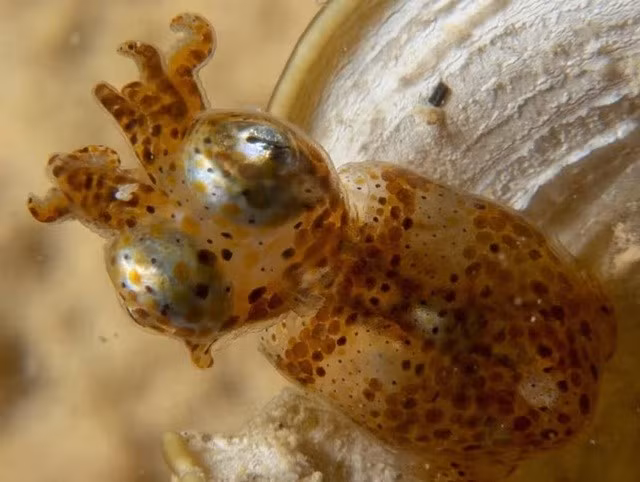 Mực lùn là loại động vật chân đầu nhỏ nhất đại dương, và chúng cực kỳ nhỏ so với các loài bạch tuộc, mực và mực nang.