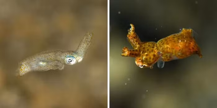 Hai loài mực mới này là Kodama jujutsu và Idiosepius kijimuna.