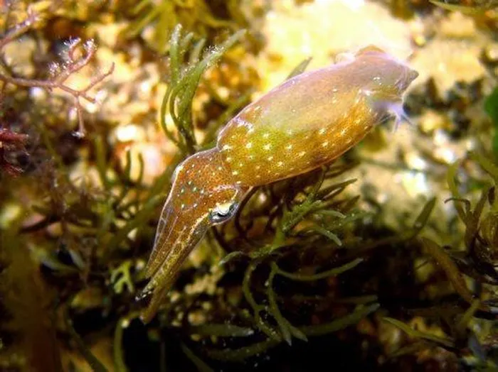 Tổ chức Nghiên cứu Công nghiệp và Khoa học Khối thịnh vượng chung của Australia cũng đã tham gia vào việc xác định các loài mới.