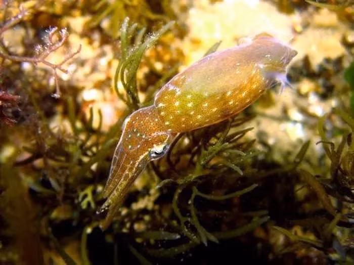 Tổ chức Nghiên cứu Công nghiệp và Khoa học Khối thịnh vượng chung của Australia cũng đã tham gia vào việc xác định các loài mới.