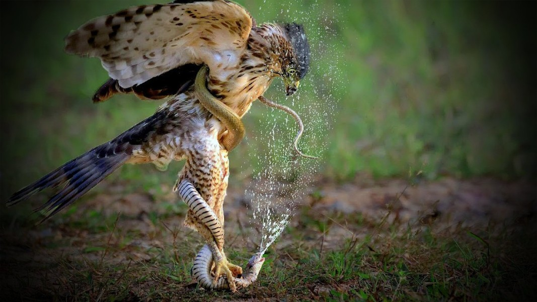 Mùa sinh sản thường bắt đầu vào cuối Đông hàng năm, khi chim cái ấp trứng trong tổ trong khi chim đực đi kiếm thức ăn. Tổ của chim diều hoa Miến Điện thường được xây dựng mới mỗi năm, thường dọc theo cây ven sông. Sau 41 ngày, trứng sẽ nở thành chim con.