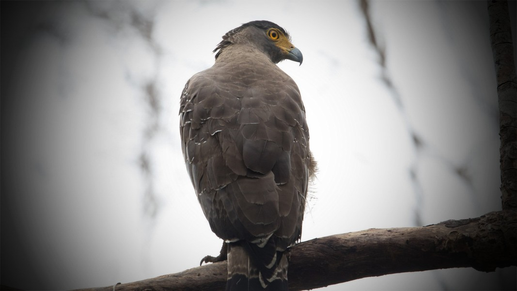 Chúng phân bố chủ yếu tại các khu rừng nhiệt đới ở châu Á, bao gồm Ấn Độ, Việt Nam, Indonesia, Thái Lan, và miền Nam Trung Quốc.