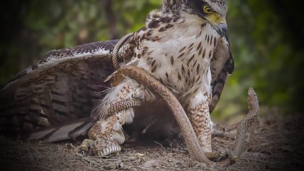 Chúng sống chủ yếu trong môi trường rừng, rìa rừng, rừng ngập mặn, vườn và công viên.