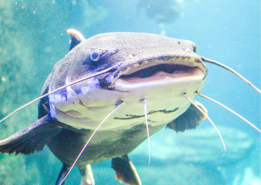 Cá da trơn là loài thủy sinh vật được chăn nuôi phổ biến ở nhiều nước trên thế giới và trở thành một nguồn thủy hải sản quan trọng trong công nghiệp thực phẩm, được chế biến và tiêu thụ rộng rãi trên toàn cầu.