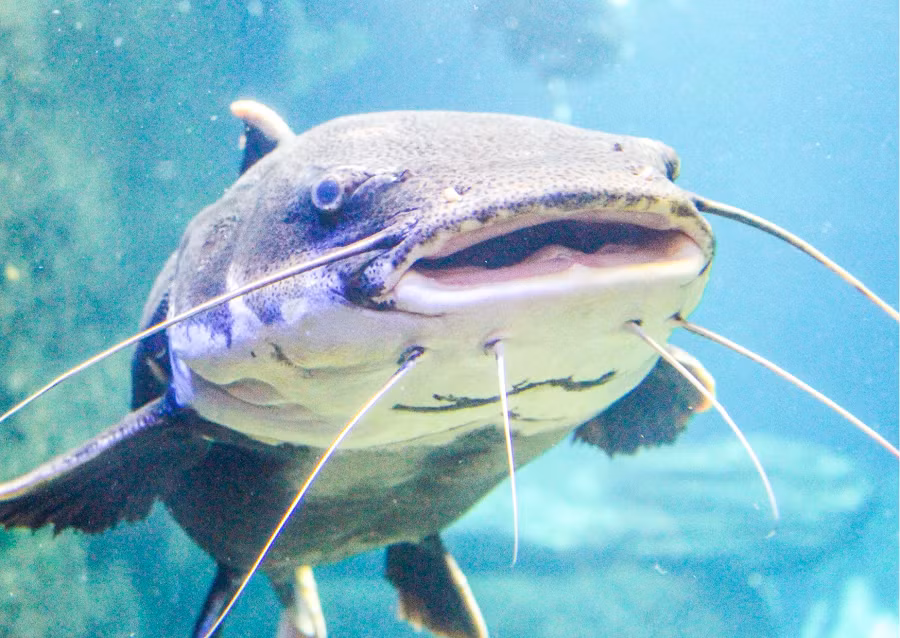 Cá da trơn là loài thủy sinh vật được chăn nuôi phổ biến ở nhiều nước trên thế giới và trở thành một nguồn thủy hải sản quan trọng trong công nghiệp thực phẩm, được chế biến và tiêu thụ rộng rãi trên toàn cầu.