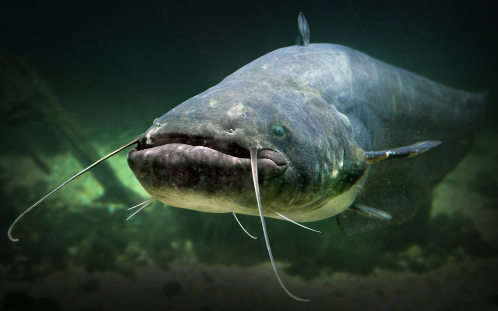 Nhiều loài cá nhỏ, cụ thể là các loài trong chi Corydoras, được nuôi làm cá cảnh trong các bể cá.