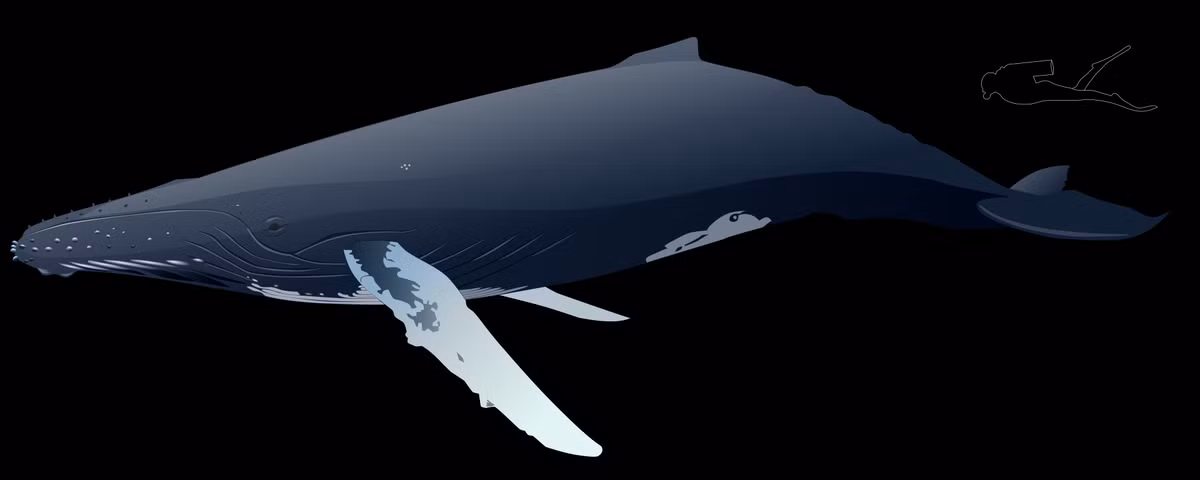 Cá voi lưng gù có tên khoa học là Megaptera Novaeangliae, là loài động vật có kích thước lớn, cân nặng lên đến 30 tấn và dài khoảng 15 mét.