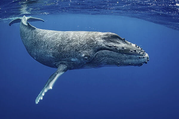 Mặc dù cá voi lưng gù đã được nghiên cứu nhiều, nhưng cho đến nay vẫn chưa có ghi chép nào về cách chúng giao phối.