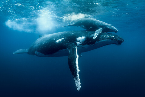 Điều này làm cho nghiên cứu về cá voi lưng gù trở nên hấp dẫn và phong phú hơn, khi các nhà khoa học cũng đang tìm hiểu về mục đích của hành vi giao phối đồng giới và cách thức nó có thể ảnh hưởng đến tiến hóa và sinh sản của loài này.