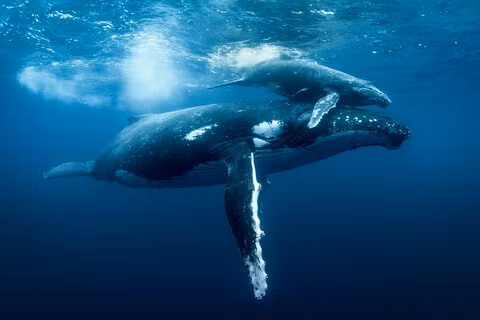 Điều này làm cho nghiên cứu về cá voi lưng gù trở nên hấp dẫn và phong phú hơn, khi các nhà khoa học cũng đang tìm hiểu về mục đích của hành vi giao phối đồng giới và cách thức nó có thể ảnh hưởng đến tiến hóa và sinh sản của loài này.