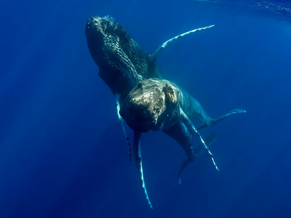 Hành vi tình dục của loài này vẫn là một bí ẩn, và việc chúng thực hiện hành vi giao phối đồng giới đã khiến cộng đồng khoa học ngạc nhiên.