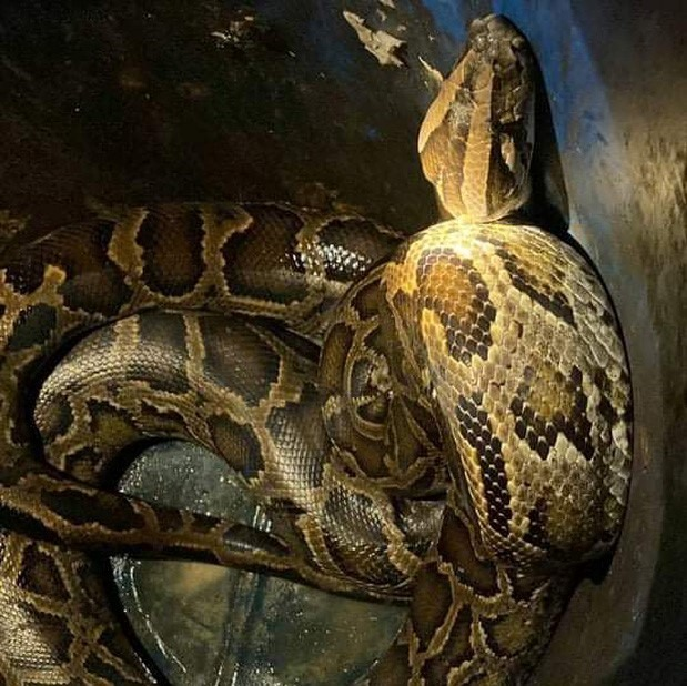 Trong khi đó, trăn vua cũng là một đối thủ nặng ký của rắn hổ mang chúa và cũng là mục tiêu ưa thích của chúng. Mặc dù cả hai loài đều mạnh mẽ, nhưng rắn hổ mang chúa có lợi thế về nọc độc.