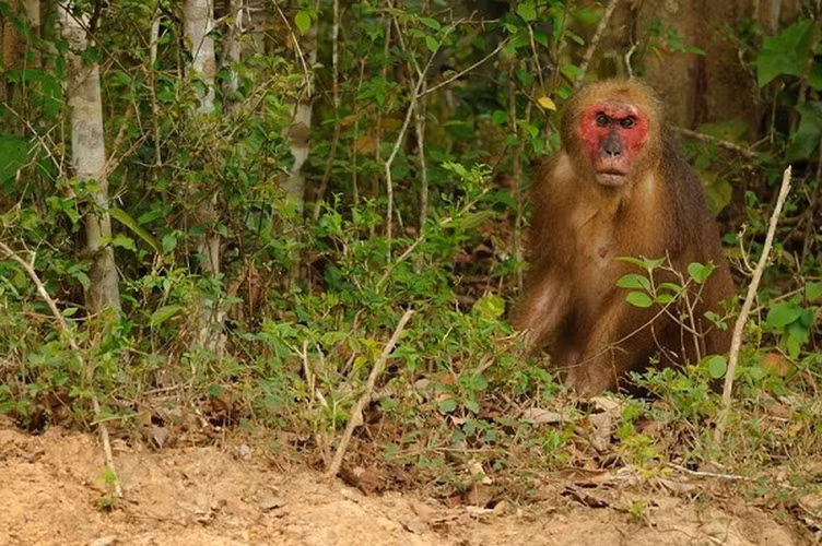 Thức ăn của khỉ mặt đỏ chủ yếu là quả, hạt, lá non, nõn và các loại côn trùng, chim và trứng. Chúng hoạt động vào ban ngày, thường xuyên leo trèo và lang thang trong rừng, dọc theo các bờ sông, con suối.