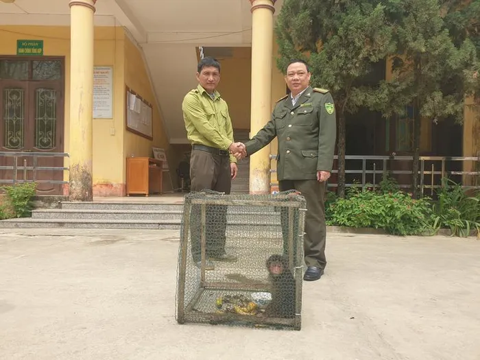 Sau khi tiếp nhận, cán bộ Hạt Kiểm lâm huyện Văn Bàn đã đưa cá thể khỉ mặt đỏ về đơn vị chăm sóc và liên hệ với Trung tâm Cứu hộ, bảo tồn và Phát triển sinh vật Hoàng Liên để thực hiện các biện pháp chăm sóc, phục hồi tập tính tự nhiên và sau đó tái thả về môi trường tự nhiên. (Ảnh: Báo Lào Cai)