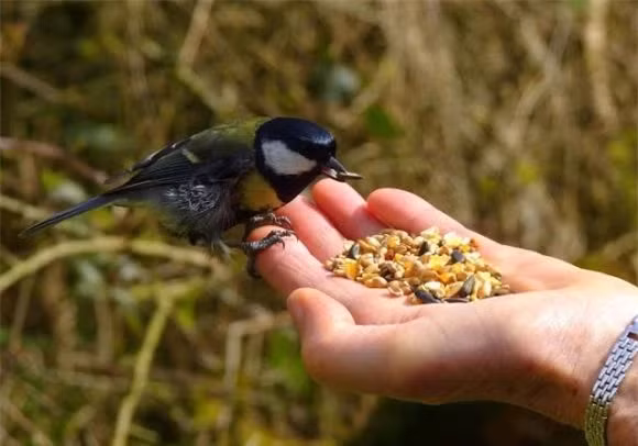 Loài chim bạc má lớn sống chủ yếu là ăn côn trùng và các loại hạt cỏ nhỏ. Tuy nhiên khi mùa đông đến, thức ăn trở nên vô cùng khan hiếm và chim bạc má lớn không kiếm đủ thức ăn để nuôi sống chính mình, chưa kể một số con cần phải nuôi chim non.