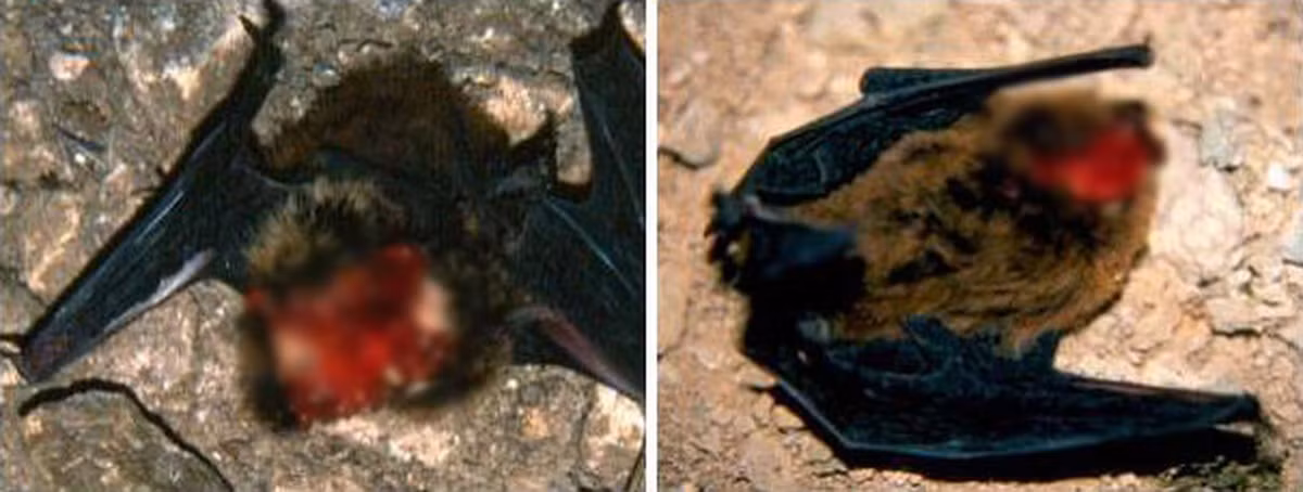 Thêm vào nữa, chim bạc má lớn không chỉ săn dơi, chúng còn săn cả các loài chim khác và cả chính các đồng loại của mình, bất cứ thứ gì chúng tìm thấy để có thể thỏa mãn cơn đói. Thảm cảnh không khác gì loài “Zombie” chuyên ăn não trong các bộ phim giả tưởng của con người.