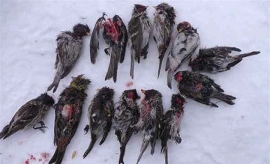 Bản tính man rợ của loài chim bạc má đã khiến nhiều người nghi ngờ về mối quan hệ của chúng với các loài khủng long hung dữ khác trong thời tiền sử.