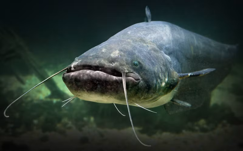 Nhiều loài cá nhỏ, cụ thể là các loài trong chi Corydoras, được nuôi làm cá cảnh trong các bể cá.