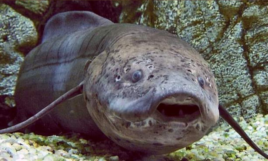 Cá phổi châu Phi sống ở ranh giới giữa dưới nước và trên bờ, khác biệt với các loài cá khác có thể chịu đựng khi dòng sông cạn vào mùa khô.