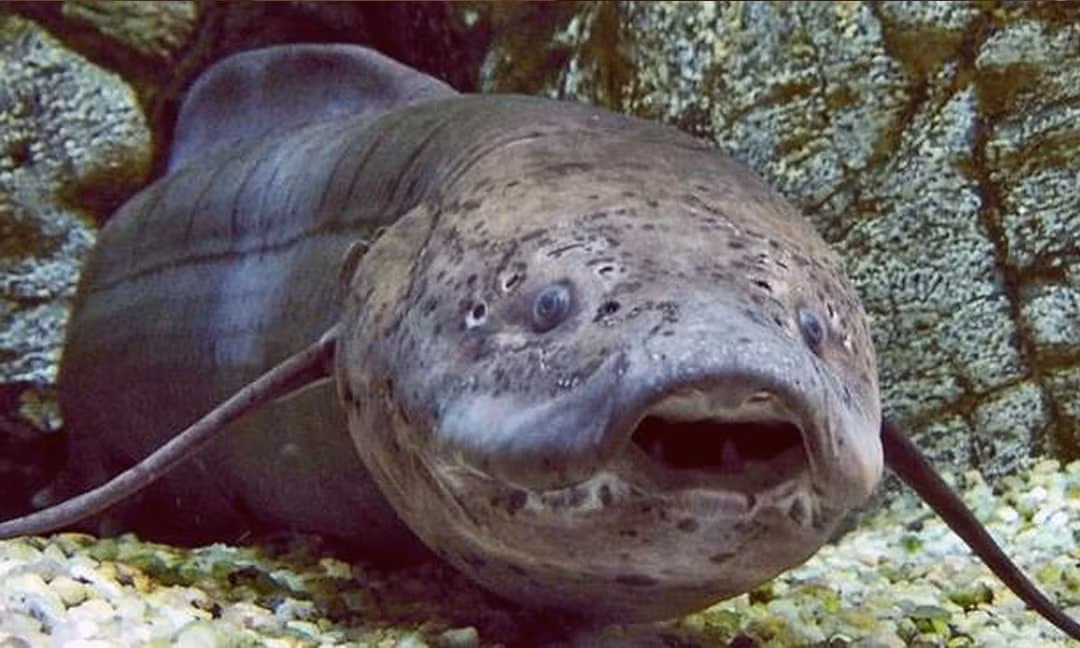 Cá phổi châu Phi sống ở ranh giới giữa dưới nước và trên bờ, khác biệt với các loài cá khác có thể chịu đựng khi dòng sông cạn vào mùa khô.