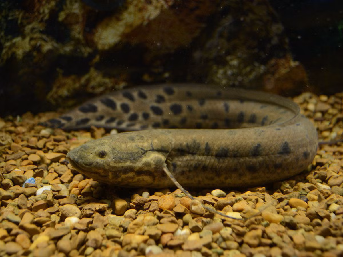 Cá phổi châu Phi đã tiến hóa để tồn tại trong trạng thái không hoạt động trong lớp bùn khi nước cạn, và quá trình ngủ hè giúp chúng vượt qua điều kiện khô nóng.