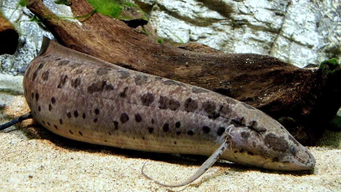 Loài cá này sống ở sông Bandama ở Bờ Biển Ngà và được biết đến với cách sống độc đáo. Chúng có cặp lá phổi và thường phải ngoi lên khỏi mặt nước để lấy oxy do phần mang không đủ dưỡng khí.