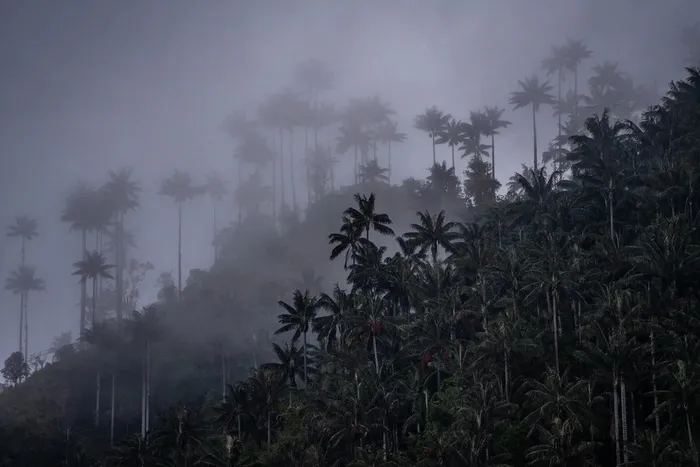 Tuy nhiên, trong những năm gần đây, loài cây này đang đối mặt với nguy cơ nghiêm trọng do môi trường suy thoái, khai thác quá mức và sự phát triển của bệnh tật. Do đó, việc bảo vệ và duy trì quần thể cọ sáp Quindío đang trở thành một vấn đề cấp bách.