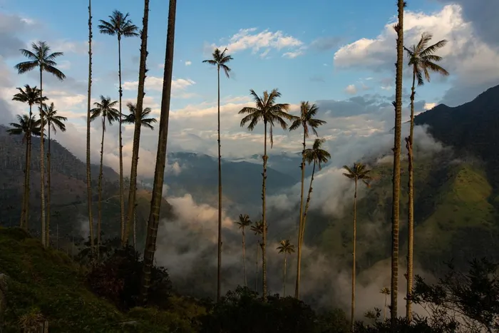 Từ năm 1985, cọ sáp Quindío đã được nhà nước Colombia công nhận là cây quốc gia và được bảo vệ bởi luật pháp.