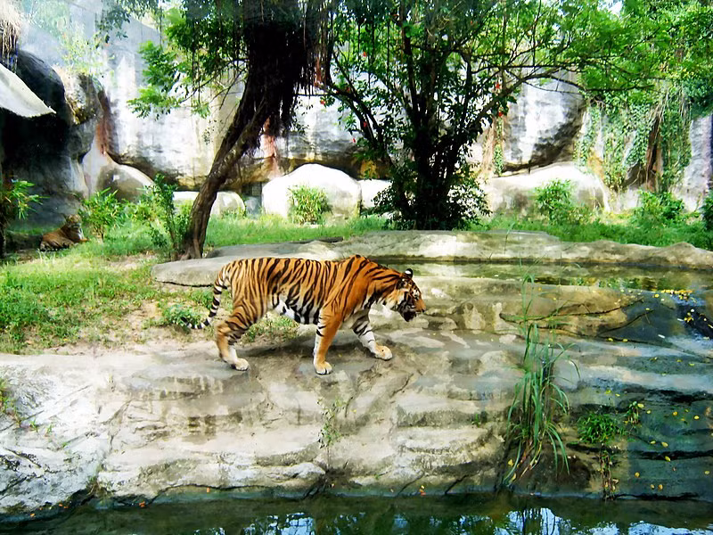 Sau một thời gian mang thai 3,5 tháng, khoảng 103 ngày, một con hổ cái có khả năng sinh bảy con. Tuy nhiên, trung bình một con cái sẽ chỉ sinh ba.