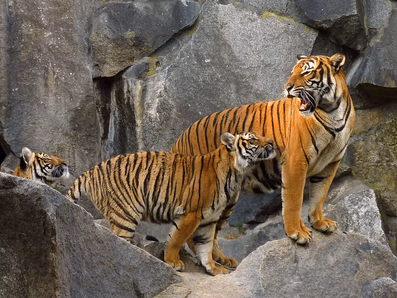 Hổ Đông Dương sống đơn độc ẩn dật trong rừng sâu với địa hình đồi núi, phần lớn trong số đó nằm dọc theo biên giới giữa các quốc gia. Lối vào các khu vực này thường xuyên bị hạn chế cũng như ít nhà sinh vật học được cho phép vào để nghiên cứu thực địa. Vì lý do này, người ta biết tương đối ít về tình trạng, tập tính, hành vi của phân loài hổ này trong tự nhiên.