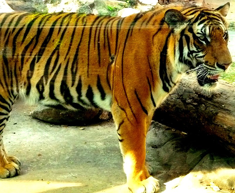 Hổ Đông Dương giao phối quanh năm, nhưng thường xuyên nhất trong tháng 11 đến đầu tháng Tư.